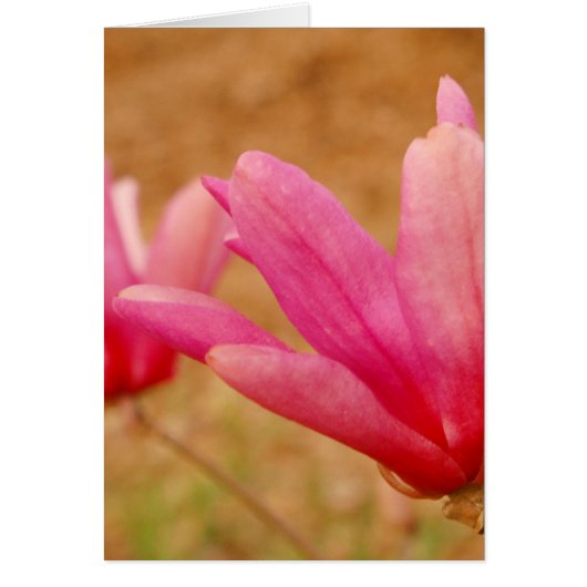 Japanese Magnolia (Front)