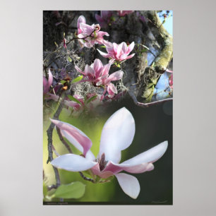 Japanese Magnolia 2 Poster -40x60 -or smaller