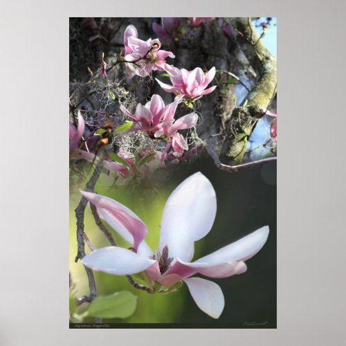 Japanese Magnolia 2 Poster _40x60 _or smaller