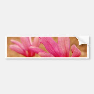 Japanese Magnolia Bumper Sticker