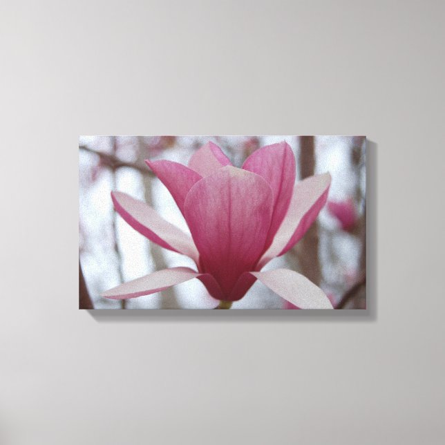 Japanese Magnolia Canvas Print (Front)