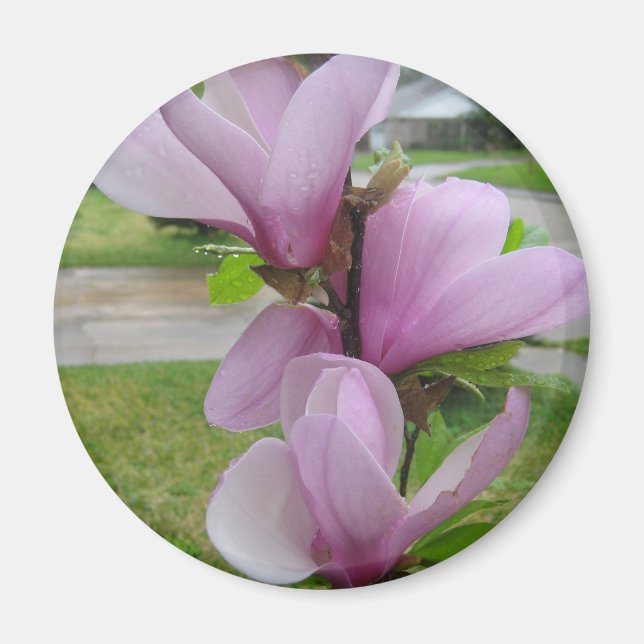 Japanese Magnolia Magnet (Front)