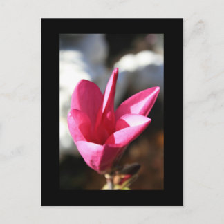 Japanese Magnolia Postcard