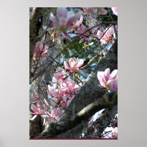 Japanese Magnolia Poster _24x36 _other sizes also