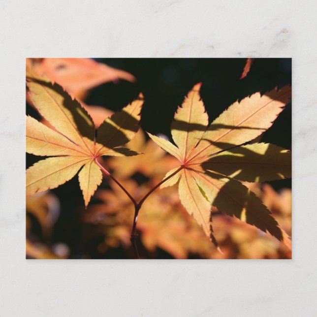 Japanese Maple 1 Autumn Colors Postcard (Front)