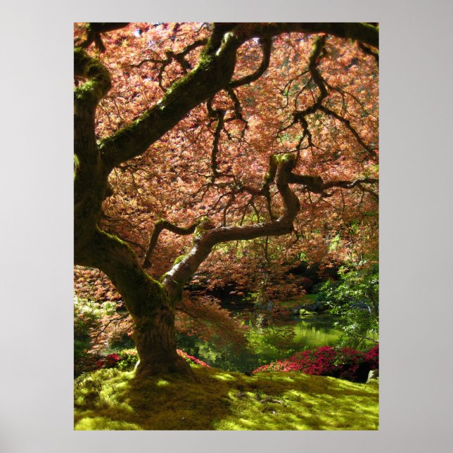 Japanese Maple Acer Palmatum Portland Garden Poster (Front)