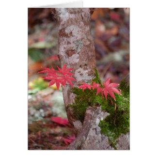 Japanese Maple and Moss Cards