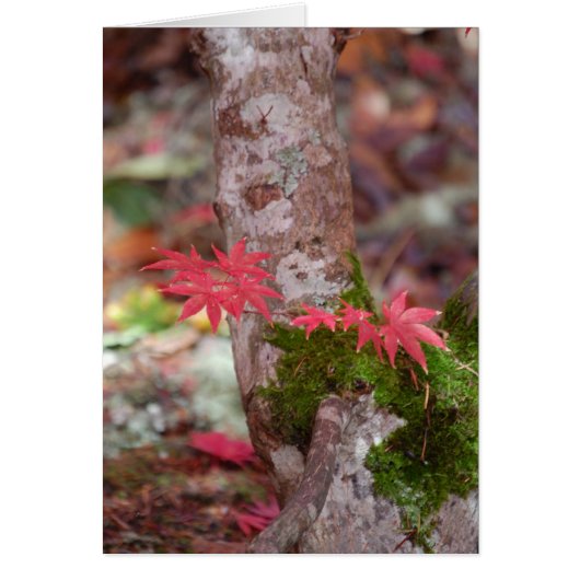 Japanese Maple and Moss Cards (Front)