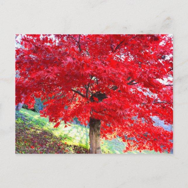 Japanese Maple: Autumn Leaves Postcard (Front)