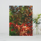 Japanese Maple, Autumn tree leaves (Standing Front)