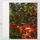 Japanese Maple, Autumn tree leaves (Front/Back)