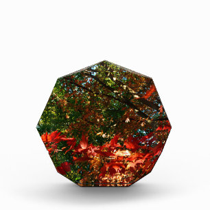 Japanese Maple, Autumn tree leaves Acrylic Award