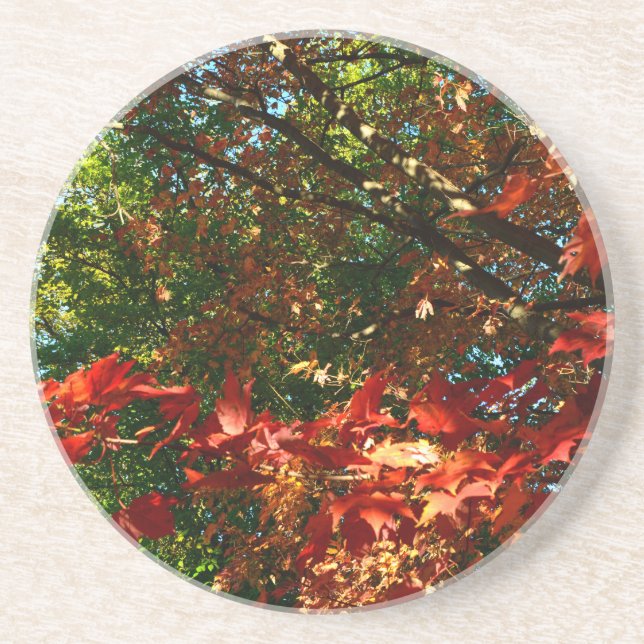 Japanese Maple, Autumn tree leaves Drink Coaster (Front)
