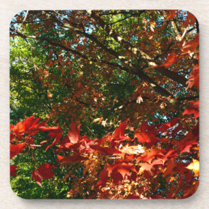 Japanese Maple, Autumn tree leaves Drink Coaster