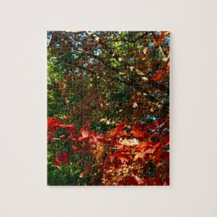 Japanese Maple, Autumn tree leaves Jigsaw Puzzle