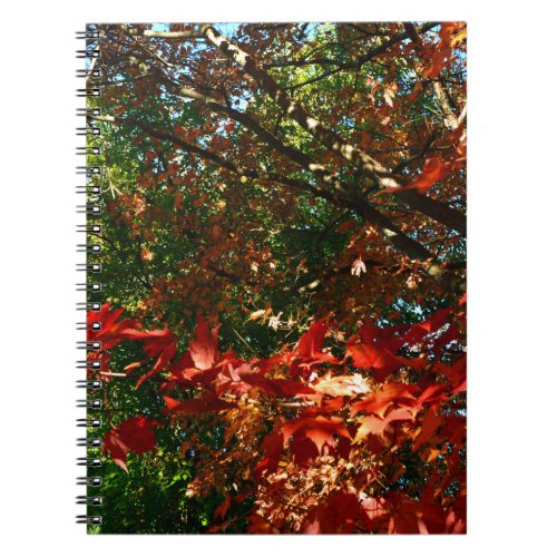 Japanese Maple Autumn tree leaves Notebook
