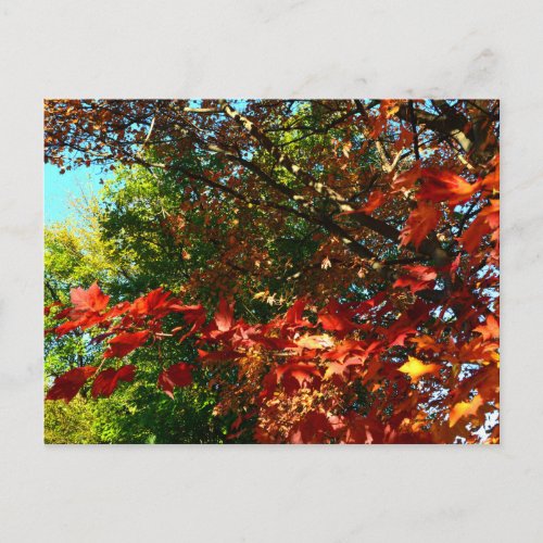 Japanese Maple Autumn tree leaves Postcard