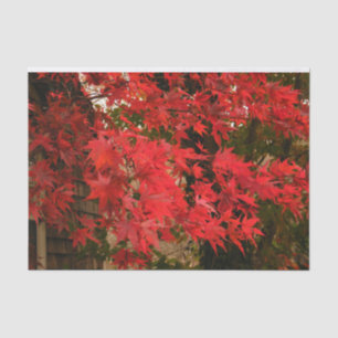 Japanese Maple 'Bloodgood' / Red Fall Foliage / Tissue Paper