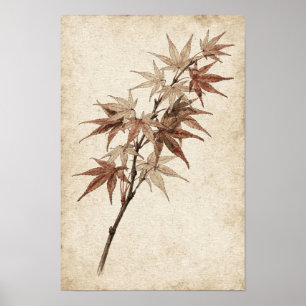 Japanese Maple Branch Botanical Poster