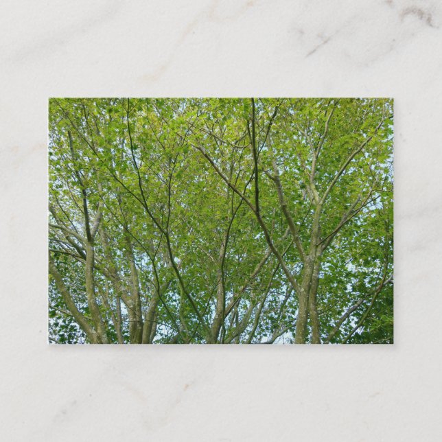 Japanese Maple Business Card (Front)