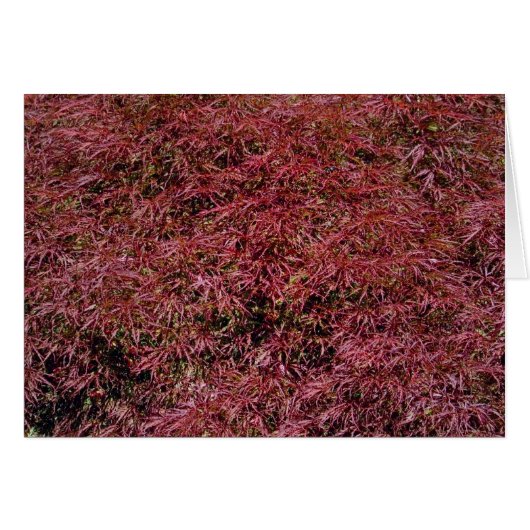 Japanese Maple Card (Front Horizontal)