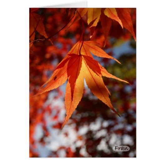 Japanese maple cards (Front)