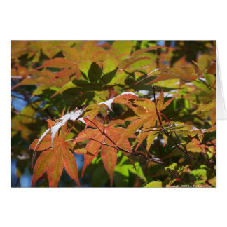 Japanese Maple Cards
