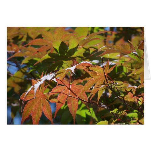 Japanese Maple Cards (Front Horizontal)