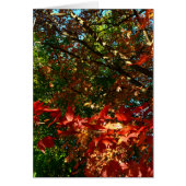 Japanese Maple in Autumn (Front)