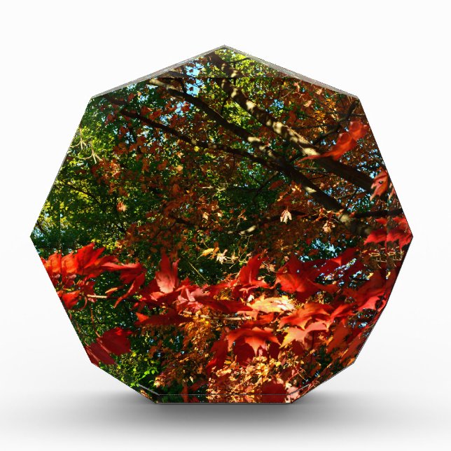 Japanese Maple in Autumn Acrylic Award (Front)