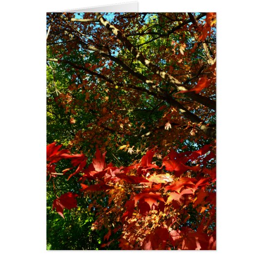 Japanese Maple in Autumn Cards (Front)