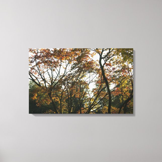 Japanese Maple in Autumn II Canvas Print (Front)