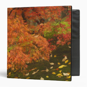 Japanese maple in fall color binder