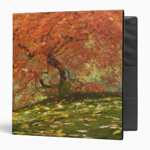 Japanese maple in fall color binder