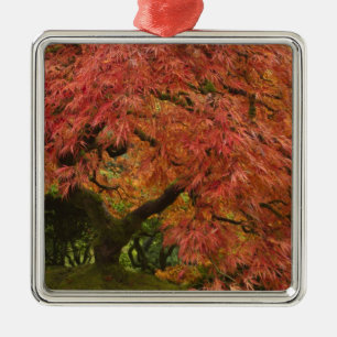 Japanese maple in fall color metal ornament