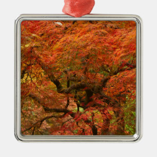 Japanese maple in fall color metal ornament