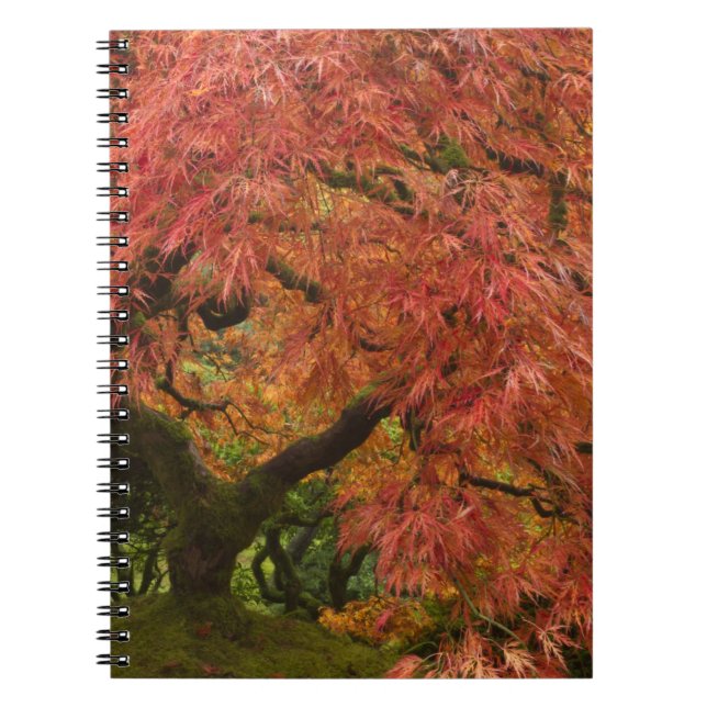 Japanese maple in fall color notebook (Front)