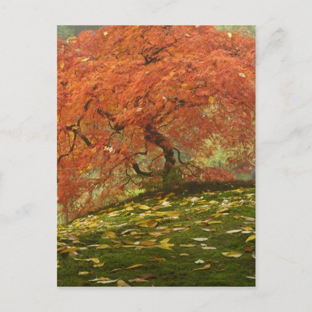 Japanese maple in fall color postcard (Front)