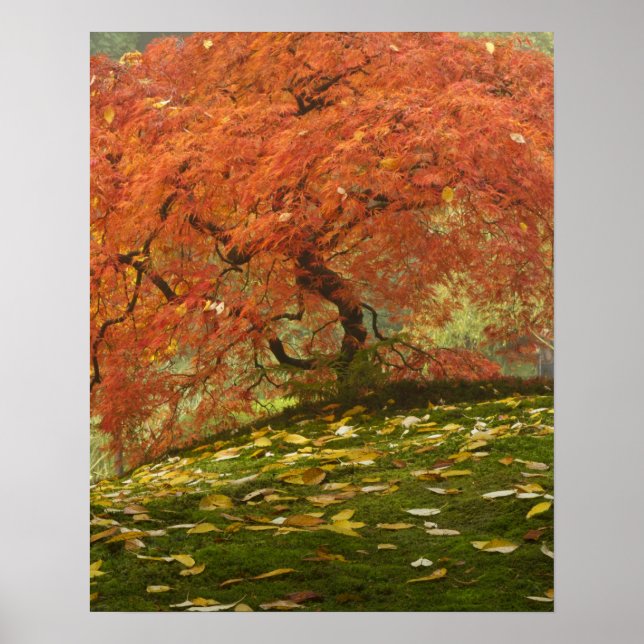 Japanese maple in fall color poster (Front)