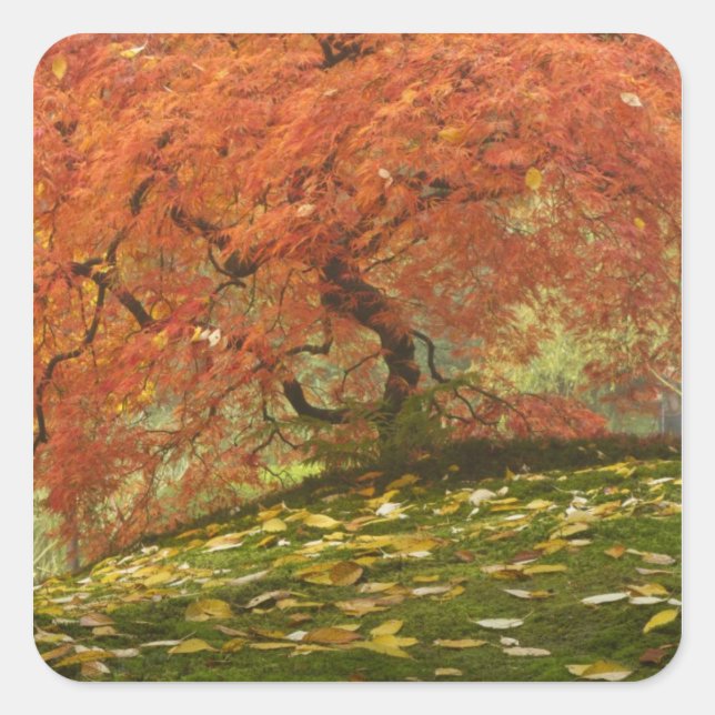Japanese maple in fall color square sticker (Front)