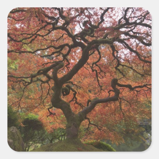 Japanese maple in fall color square sticker (Front)