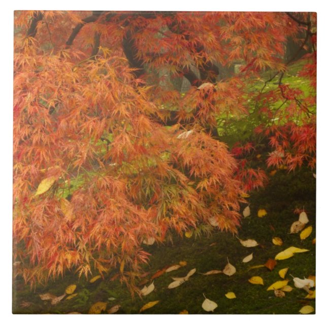 Japanese maple in fall color tile (Front)
