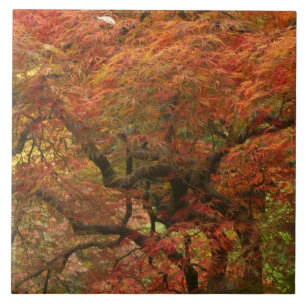 Japanese maple in fall color tile