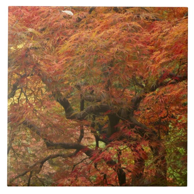 Japanese maple in fall color tile (Front)