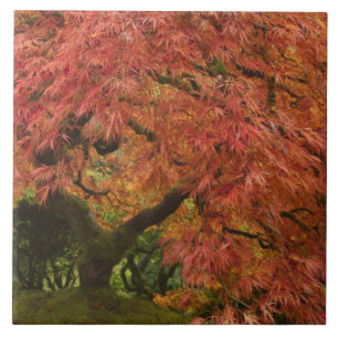 Japanese maple in fall color tile