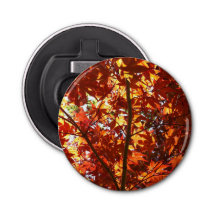 Japanese Maple in the Sun