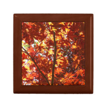 Japanese Maple in the Sun