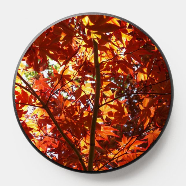 Japanese Maple in the Sun PopSocket (Popsocket)