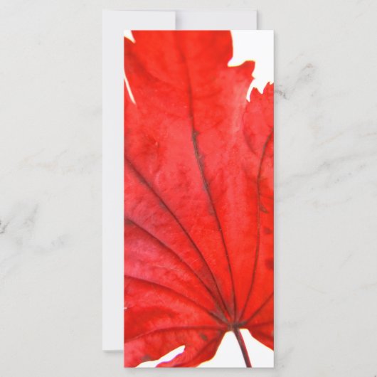 Japanese Maple Leaf (Front)