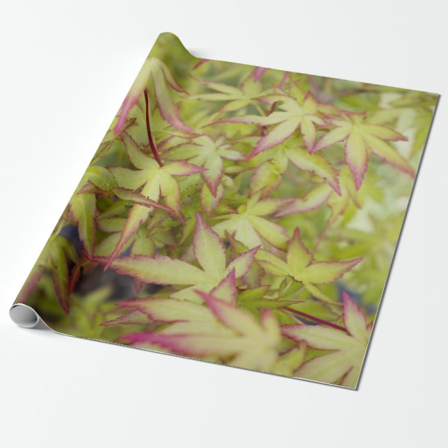 Japanese Maple Leaf Gift Wrap (Unrolled)